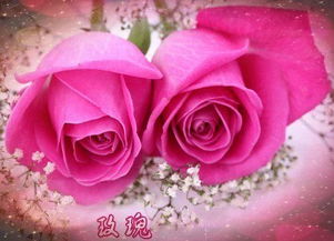 纠结11朵还是19朵玫瑰？揭秘浪漫花语