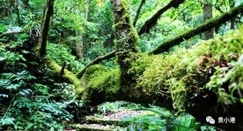 揭秘仙人掌的神秘气味与独特魅力