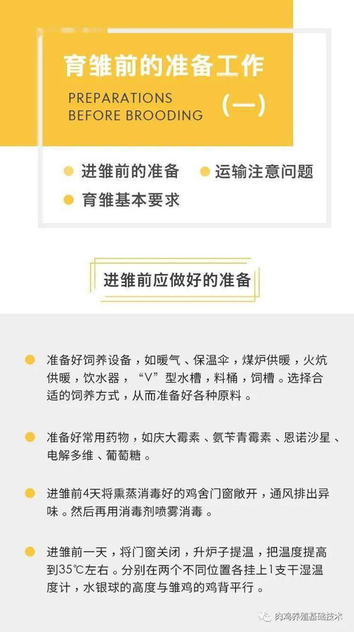 冬季育雏关键技术管理