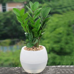 轻松养护的懒人植物：适合忙碌生活的盆栽精选