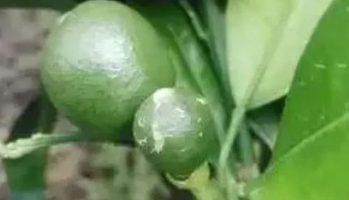 柑橘青霉病的防治效果探析