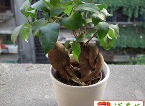 温度要怎么控制呢？