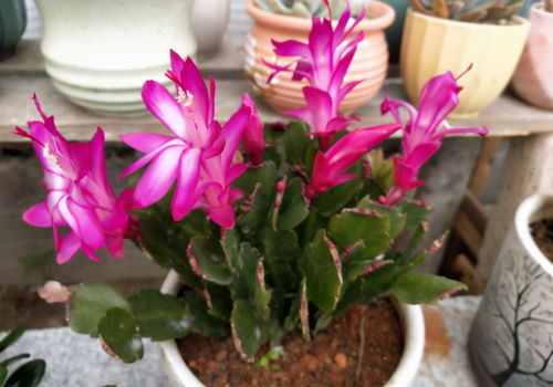 鸡蛋壳怎么用呢？