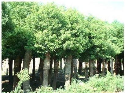 花期长的树种推荐