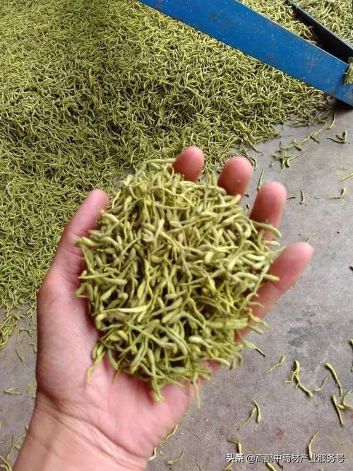 近期金银花价格暂稳，探讨其市场动态及影响因素