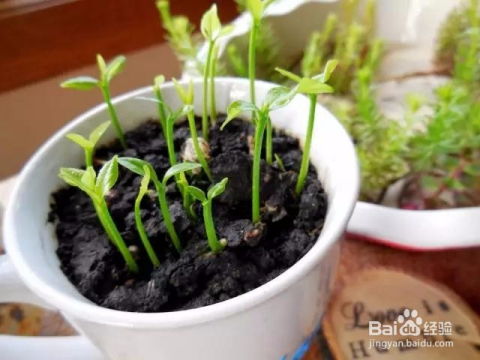 石头打孔养花？如何巧妙嵌入植物根系