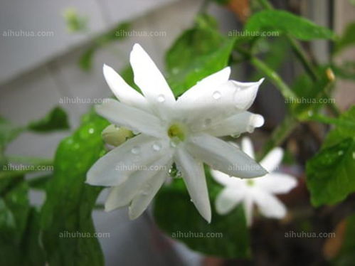 养花时还需注意病虫害防范和治疗