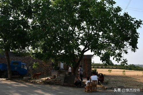 蓖麻种植的热门地区