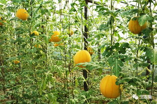 山西种植大户张姐算过账：改种新品种后 即便单价下降15%，亩收益仍嫩增加2200元