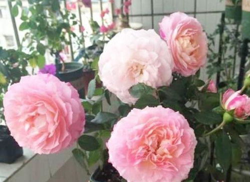 柠檬水：白绿色系杂交茶香月季， 花型美，花色梦幻