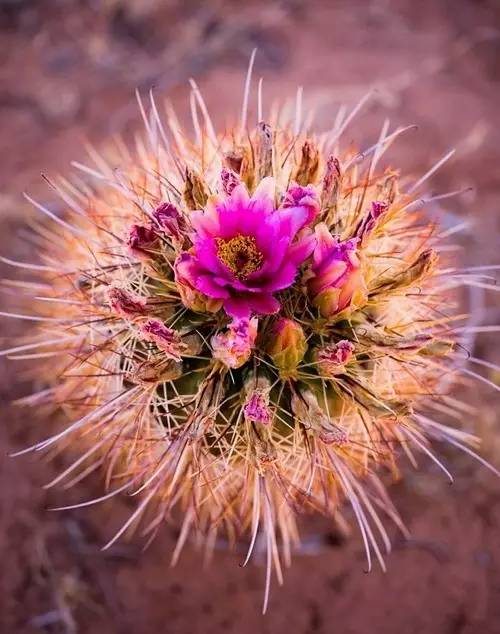 揭秘仙人球的神秘花期：何时绽放最惊艳？