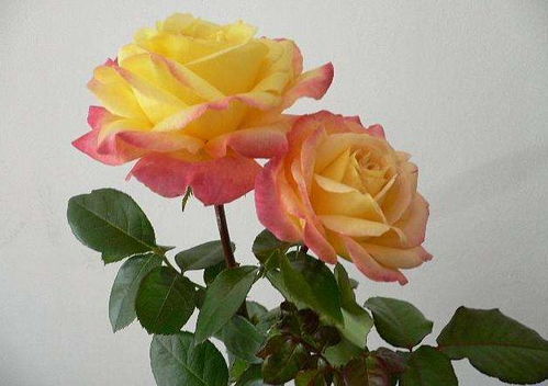 月季休眠前的两个信号