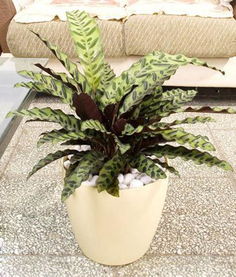 冬天猫眼竹芋的修剪技巧，你知道多少？