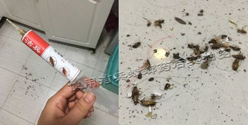 灭蟑胶饵和蟑螂屋，你选哪个？
