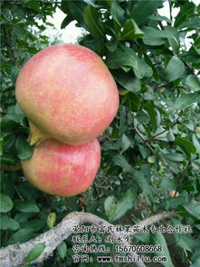 石榴企业参展， 展示淅川特色