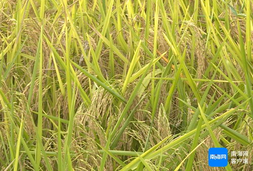 油茶籽下秧苗嫩种出后来啊吗？