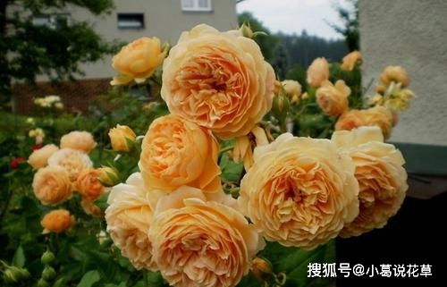 1. 高温时要及时浇水