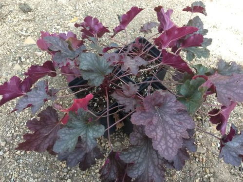 天气不好，还是土不好？