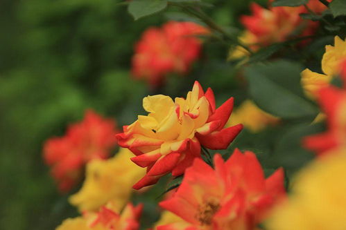 “花开如红绒绽放沙洲春色，这沙洲蕃红花的美丽之谜究竟隐藏着怎样的故事