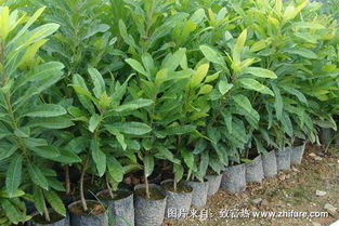 杨梅苗的价格大揭秘