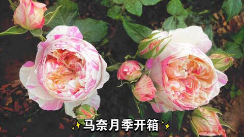 为什么胭脂扣月季那么迷人