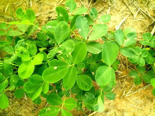 应用广泛， 农业生产的“好帮手”