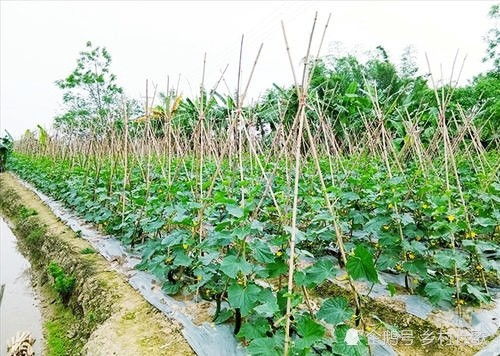 蔷薇花喜酸性土壤，宜施用腐熟的有机肥和磷钾肥