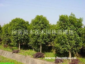 园林苗圃的神秘面纱：究竟是什么？