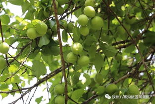 金桔在酸性土壤、温暖湿润气候下生长表现如何