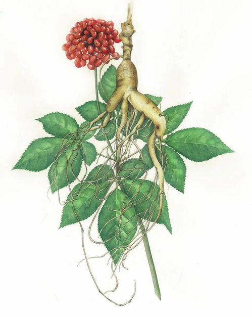 植物资源可持续利用与保护的碎碎念