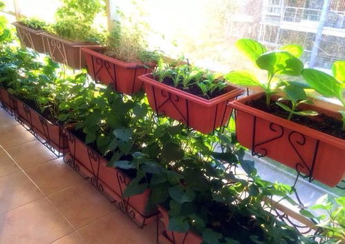 雨季种菜， 这些蔬菜Zui合适