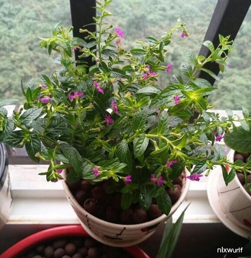 冬季北方庭院适合种植的耐寒植物