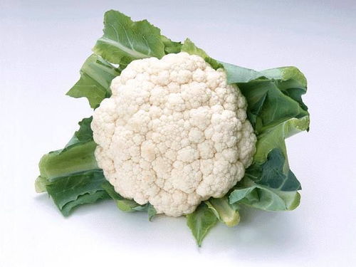 花椰菜喜冷凉湿润气候，生长适温15