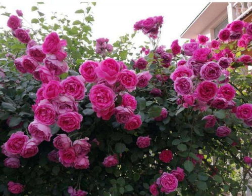 盆子大小要合适， 不要让它挤