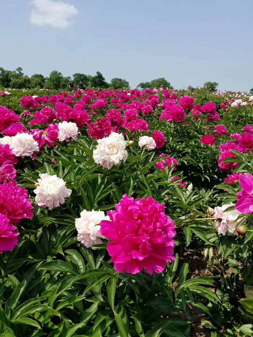 芍药种植要点，如何选择最佳种植时间