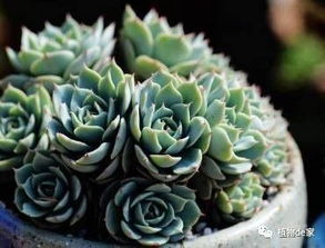 根粉蚧， 藏在土壤里的祸害