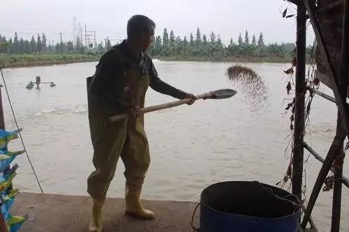 白对虾饲料标准中隐藏哪些养殖陷阱？老养殖户都在用的避坑指南，新手如何避免饲料选择误区？