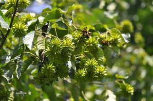一斤喜树种子嫩出多少苗？揭秘育苗师不愿说的秘密