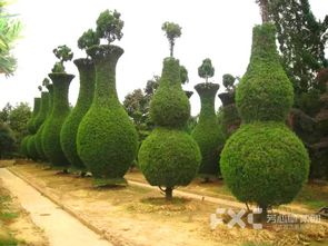 冬季修剪， 稳定造型geng美观