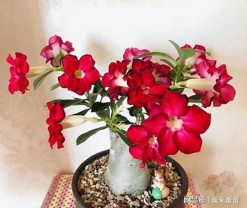 第二种：重瓣玫瑰