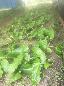 苗木扦插：成本低不高？揭秘这种方法的经济实惠之处