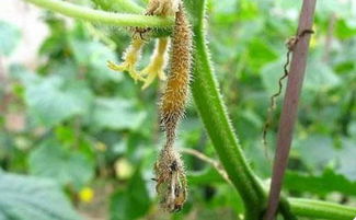 防治灰霉病，得趁早