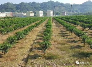 杀虫剂：害虫的“克星”