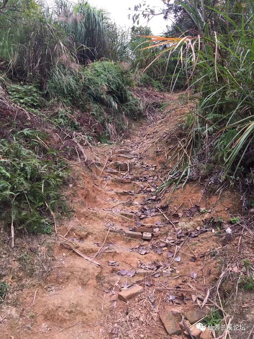 高速公路上的植物选择