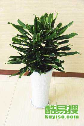 铁树养护指南：了解喜阴耐晒的植物护理小常识