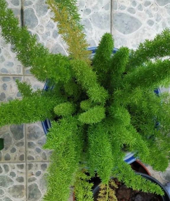 选择耐阴草坪，美化环境两不误