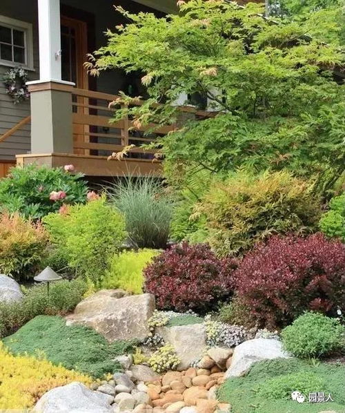 旱伞草（水竹）