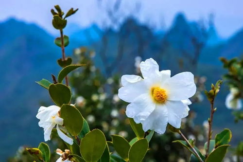 不挖块根的过冬方法