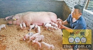 乳猪料肉比如何影响饲养效率？乳猪饲料有哪些特点及特殊要求？
