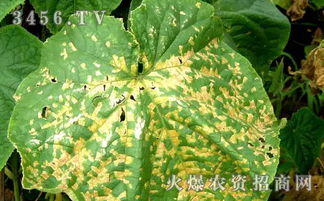 防治真菌细菌病害，抖音上dou有说